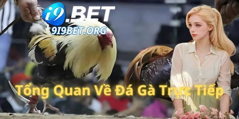 Tổng Quan Về Đá Gà Trực Tiếp